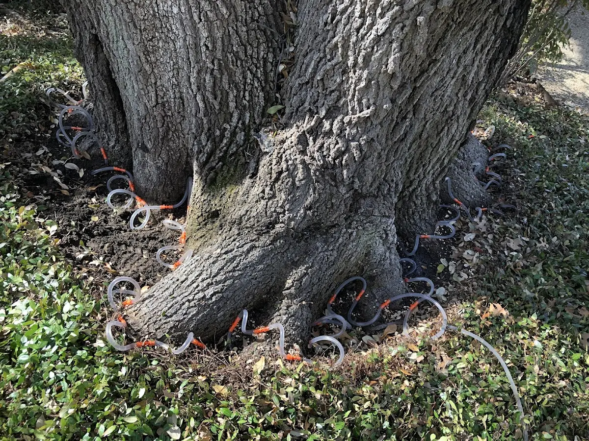 Detailed Tree Cabling and Bracing job site in Cadillac
