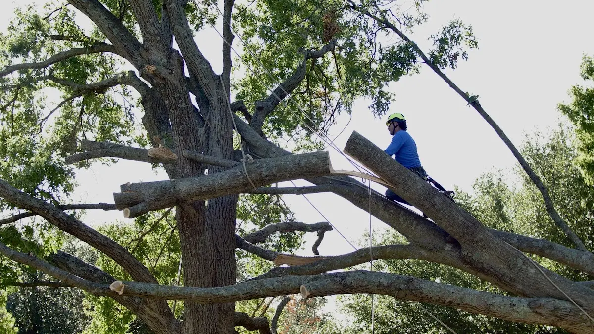 Professional Hazardous Tree Removal performed by certified arborists in Cadillac